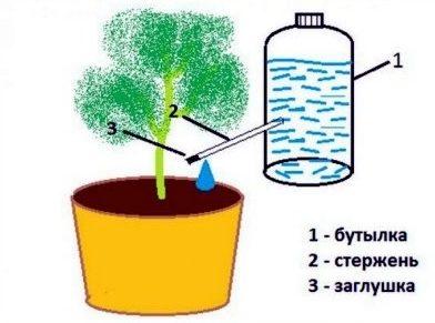 (капельный, полив, бутылок, своими) Капельный полив из бутылок своими руками