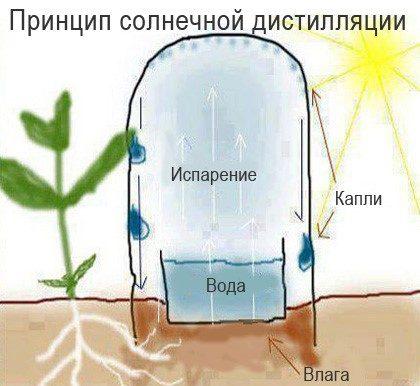 (капельный, полив, бутылок, своими) Капельный полив из бутылок своими руками