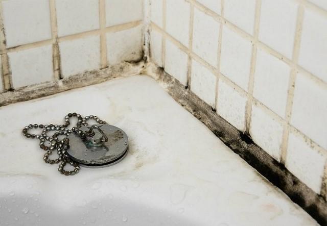 Как избавиться от плесени на стенах: выбор средства и этапы работ