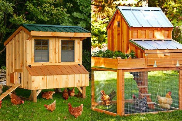 Курятник своими руками на 10 и на 20 кур - чертежи, инструкция