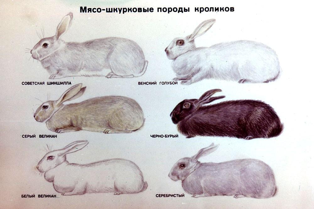 (клетки, кроликов, своими, руками, чертежи) Клетки для кроликов своими руками: чертежи, размеры и пошаговая инструкция